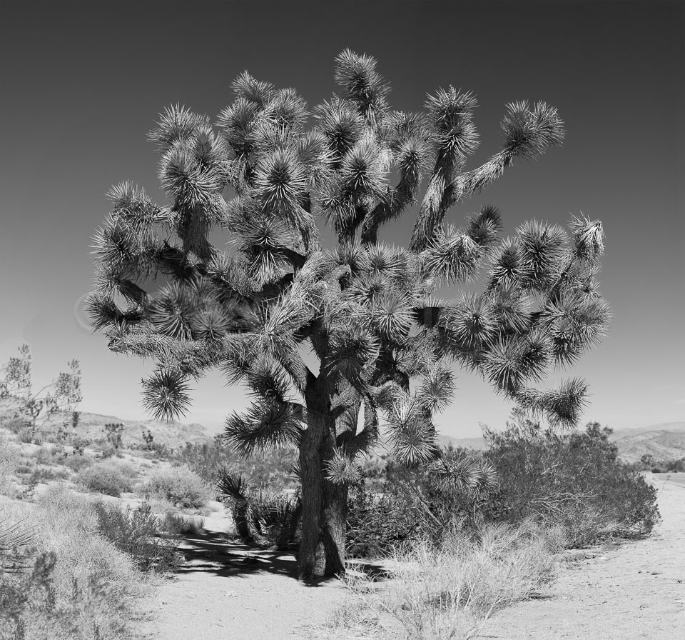 1_joshua_tree50x48.jpg